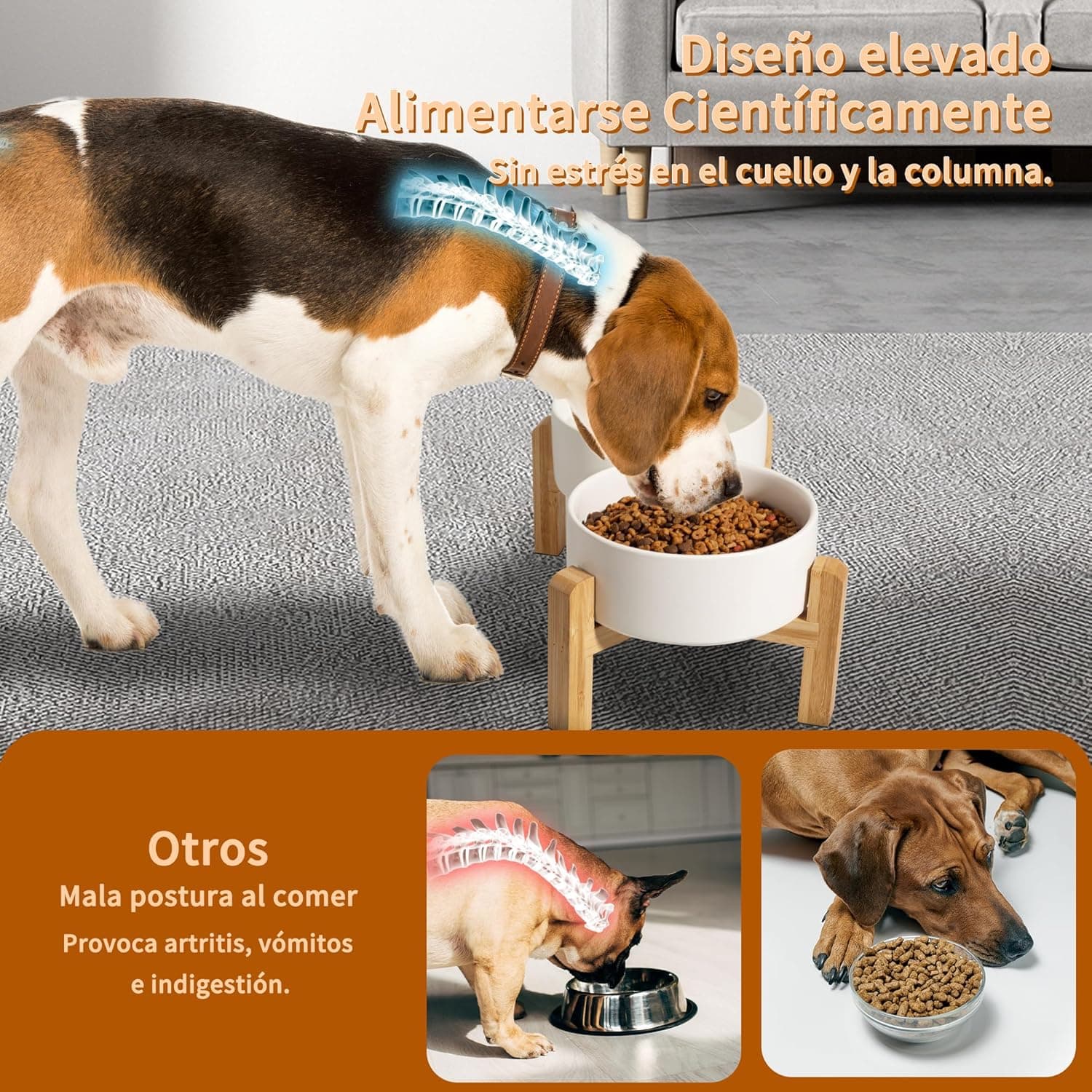 Un perro comiendo del comedero elevado sin agachar el cuello