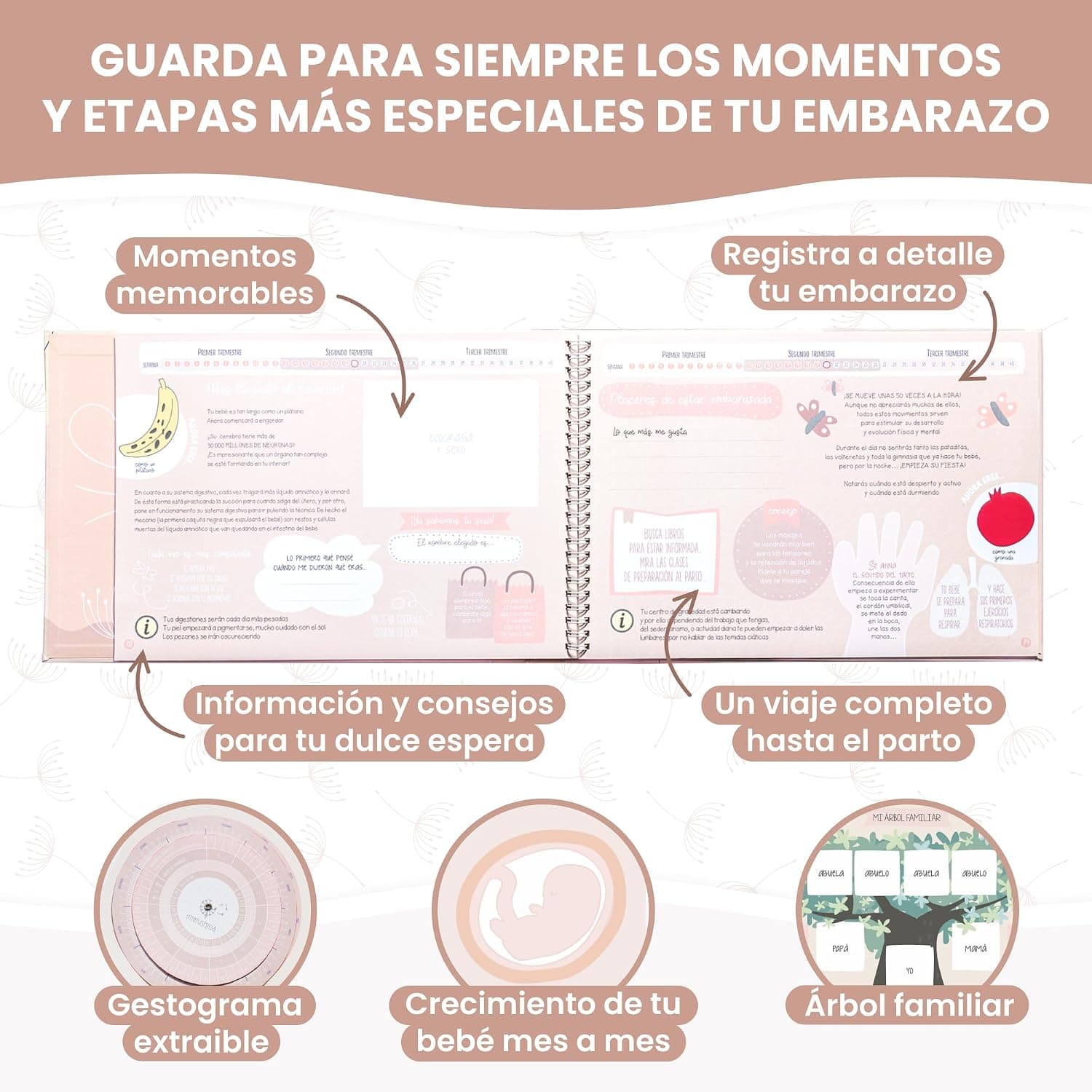 Diario de Embarazo Semanal de MIMUSELINA, foto 2