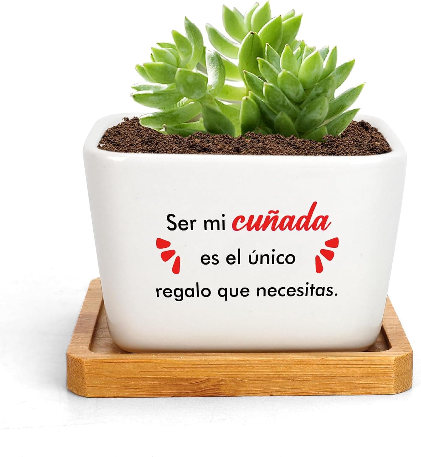 Maceta de cerámica blanca con una suculenta plantada y el texto "Ser mi cuñada es el único regalo que necesitas", sobre una bandeja de madera