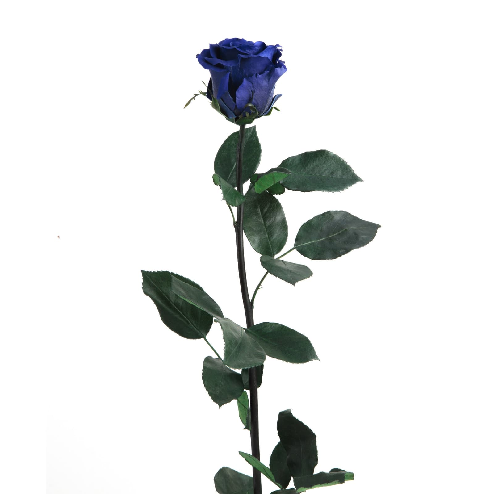 Infinity-Rose in intensivem Blau mit grünem Laub, natürlicher Look, konserviert und haltbar bis zu 3 Jahre.