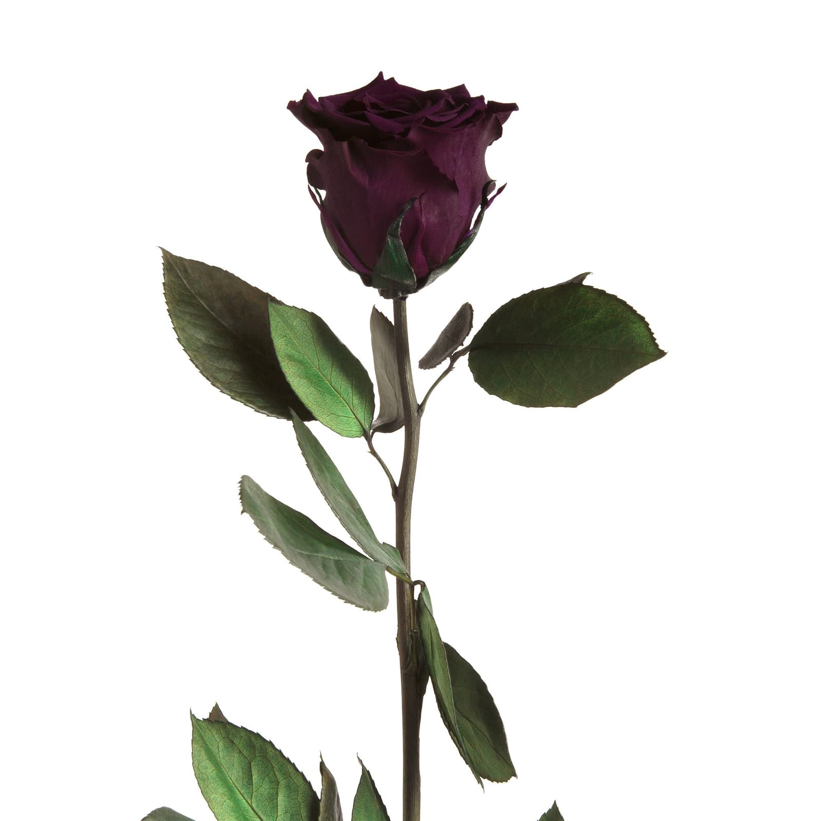 Echte, konservierte Infinity-Rose in Dunkelviolett mit langen Stiel und Blättern – ideal für Vasen, langlebig 1–3 Jahre.