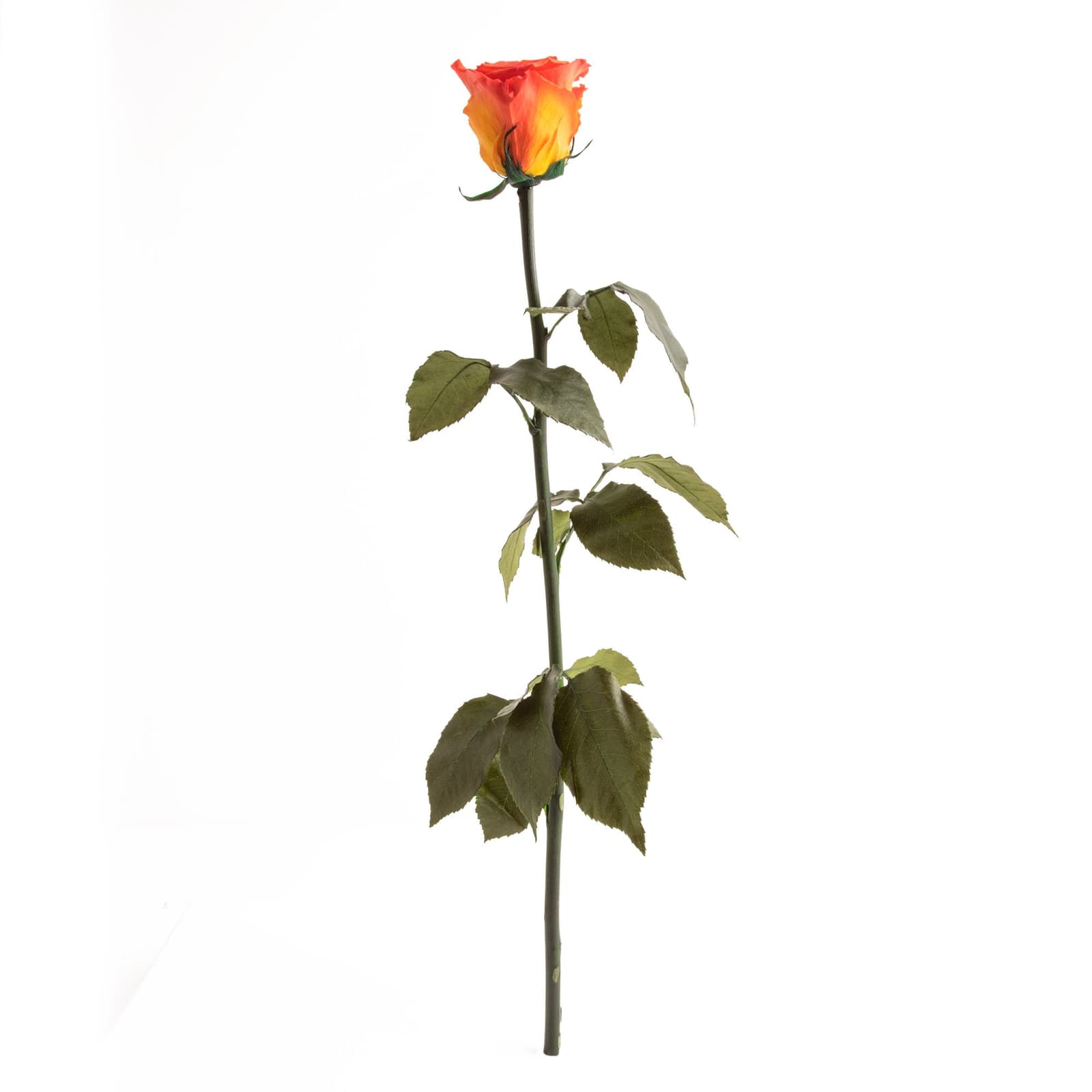 Langanhaltende echte Rose in Orange mit leichtem Gelbverlauf, 45–50 cm Stiellänge, konserviert und pflegefrei.