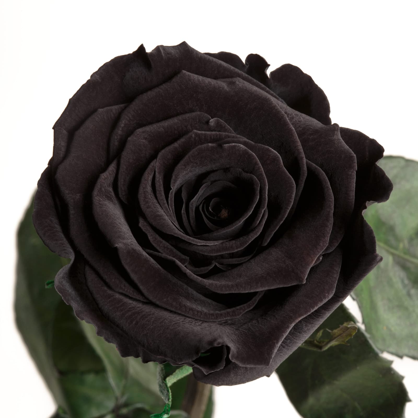 Detailaufnahme einer konservierten schwarzen Rose mit Stiel und Blatt – geheimnisvolle Deko, ewig haltbar.