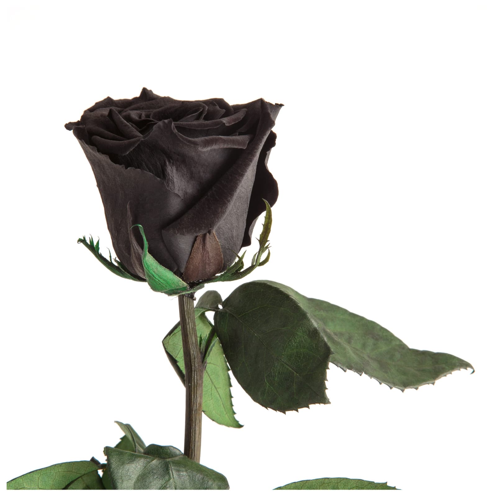 Großer Blütenkopf einer echten, konservierten schwarzen Rose – dramatisch, edel, lang haltbar ohne Pflege.