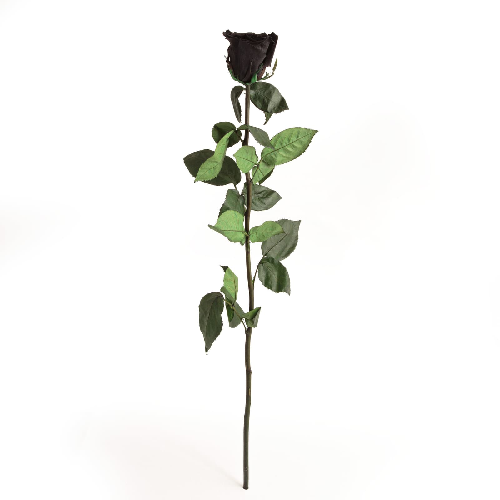 Langanhaltende schwarze Infinity-Rose mit grünem Laub, naturgetreu konserviert, ideal für dunkle Dekorationen.