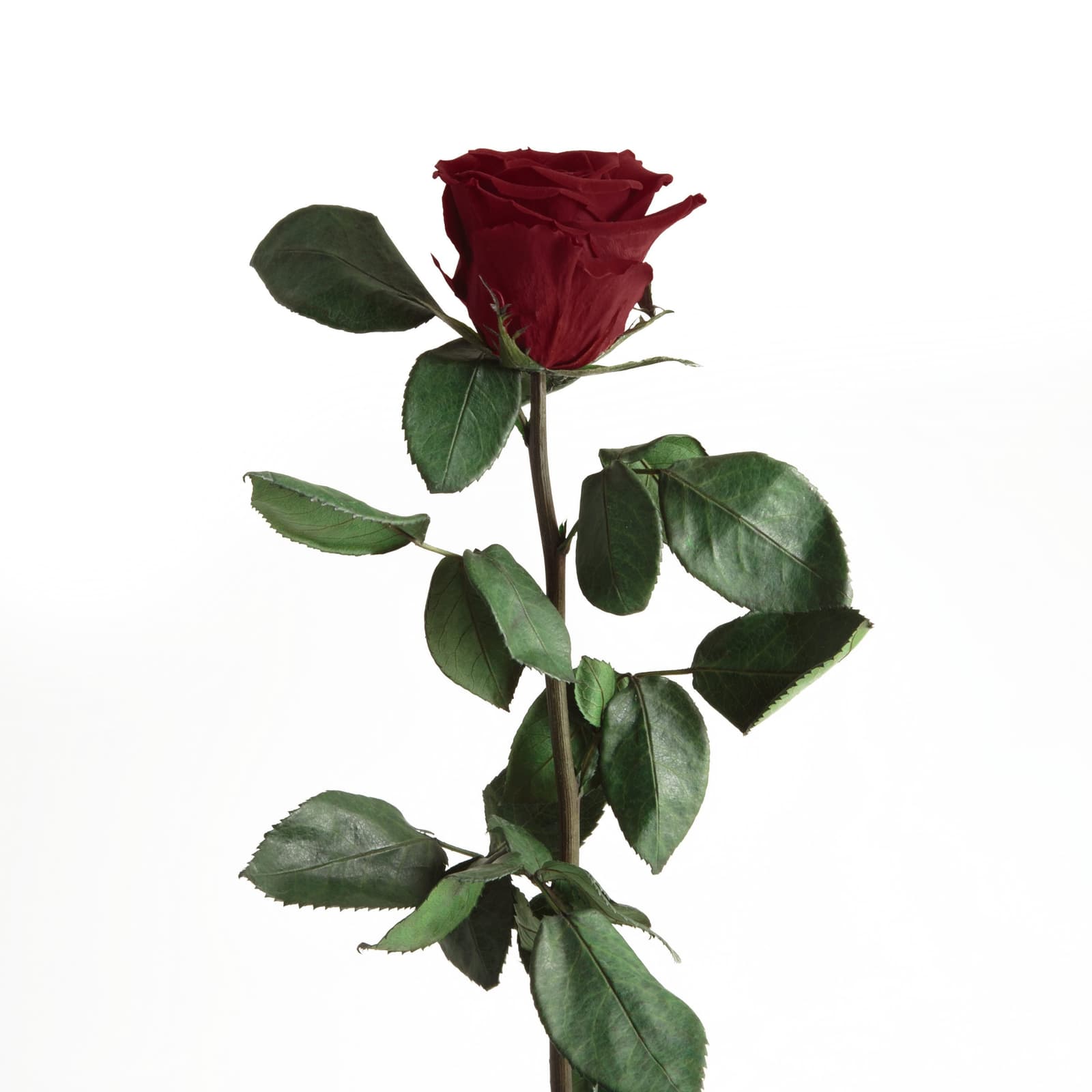 Dunkelrote konservierte Rose mit langem Stiel und Blättern, romantisch und elegant – hält ohne Wasser 1–3 Jahre.