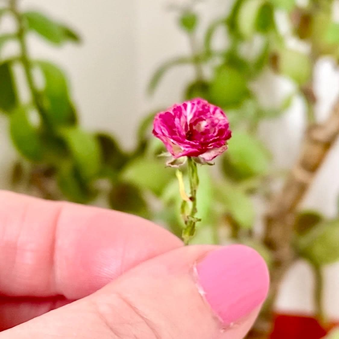 Colgante con rosa preservada en oro vermeil, foto 9
