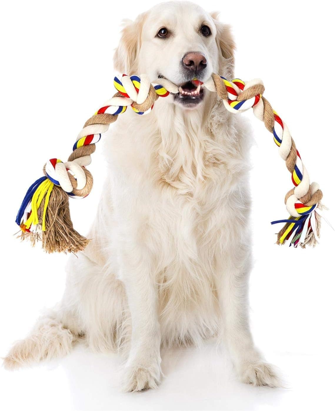 Un golden retriever sujetando con la boca la cuerda trenzada de algodón en blanco, rojo, azul y amarillo, con los nudos y los flecos en los extremos