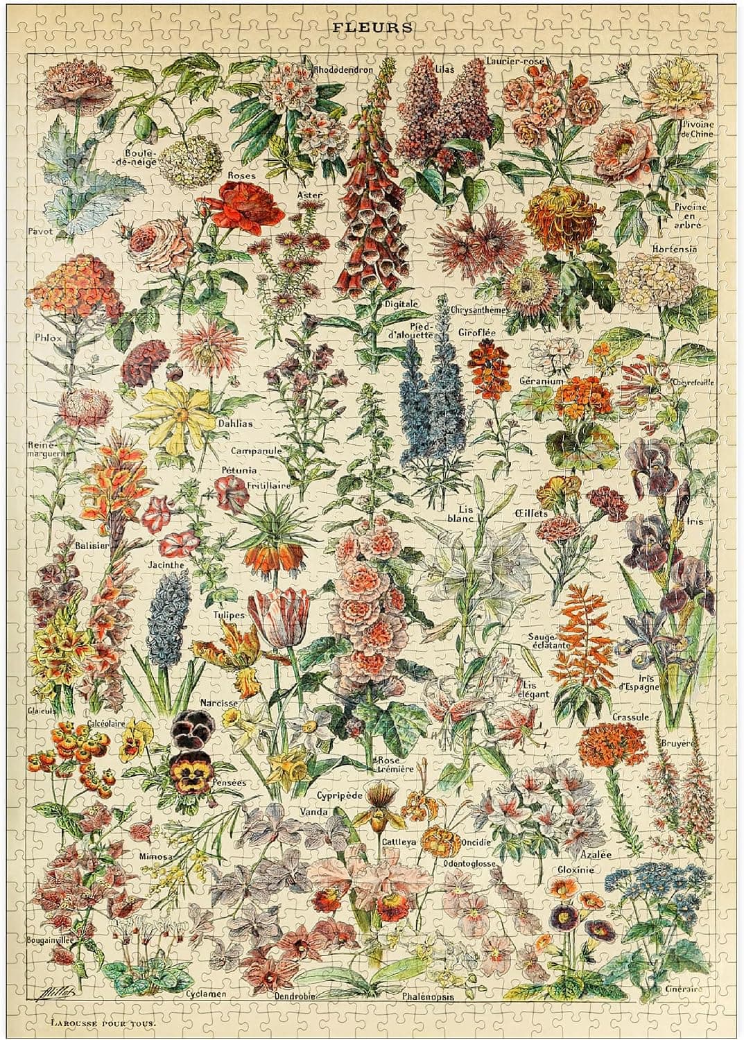 Lámina botánica vintage con decenas de especies de flores etiquetadas en un fondo de tono envejecido