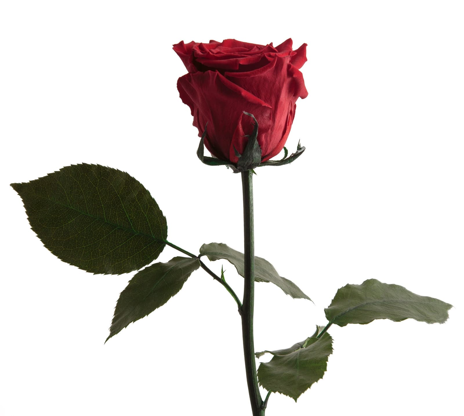 Echte konservierte Rose in Rot mit Blättern – ideal für romantische Anlässe, hält bis zu 3 Jahre.